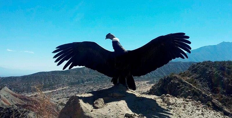 Liberacion De Un Condor Criado En Cautiverio