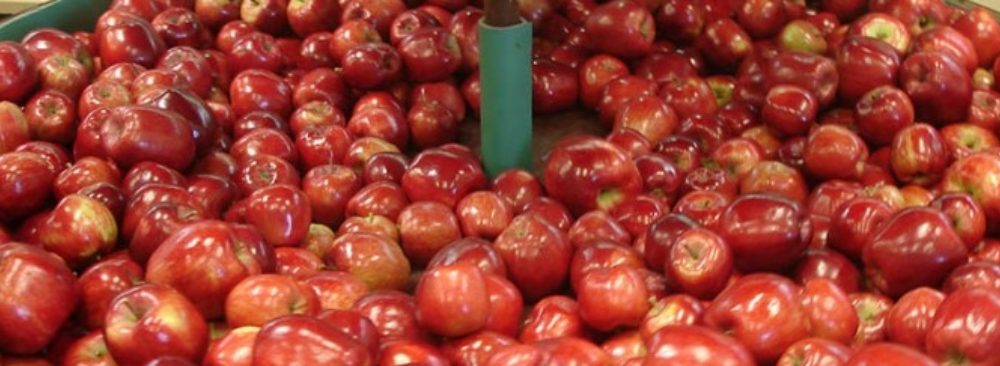 Manzana fiesta - manzanas