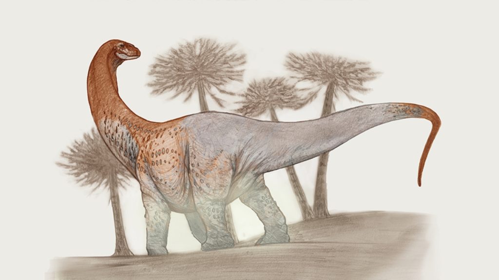 Chucarosaurus - Ilustración