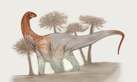 Chucarosaurus - Ilustración