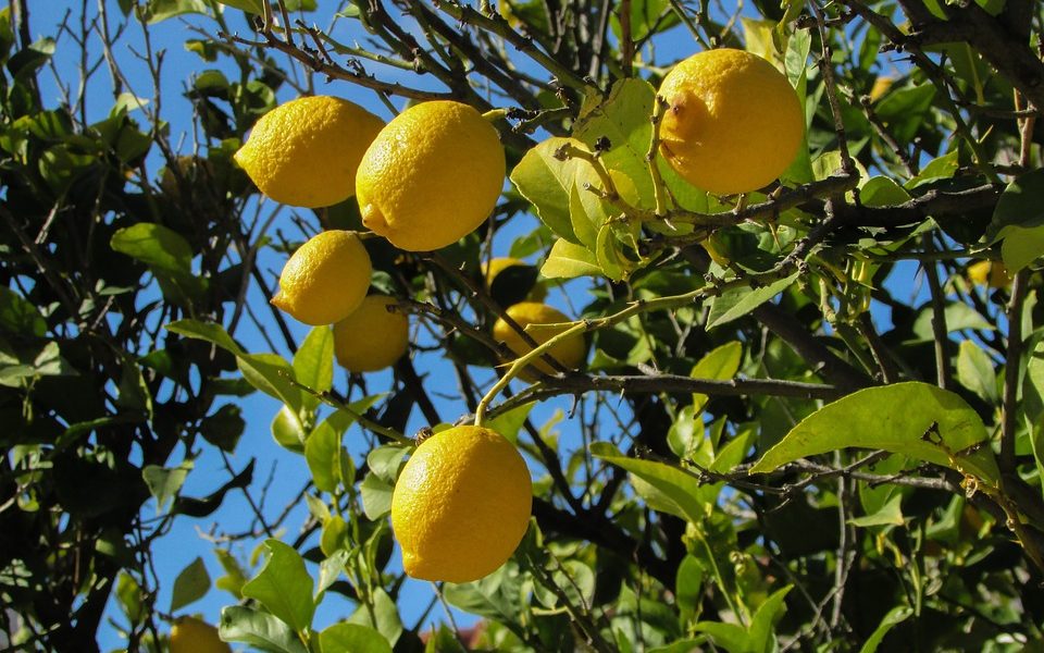 Limones - planta