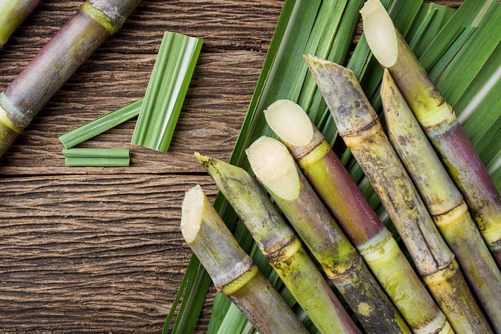 azucar - Sugar Cane