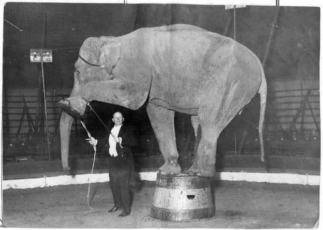 Fotos antiguas de Tucumán - Elefanta Ernestina