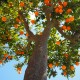 naranjos - Orange Tree