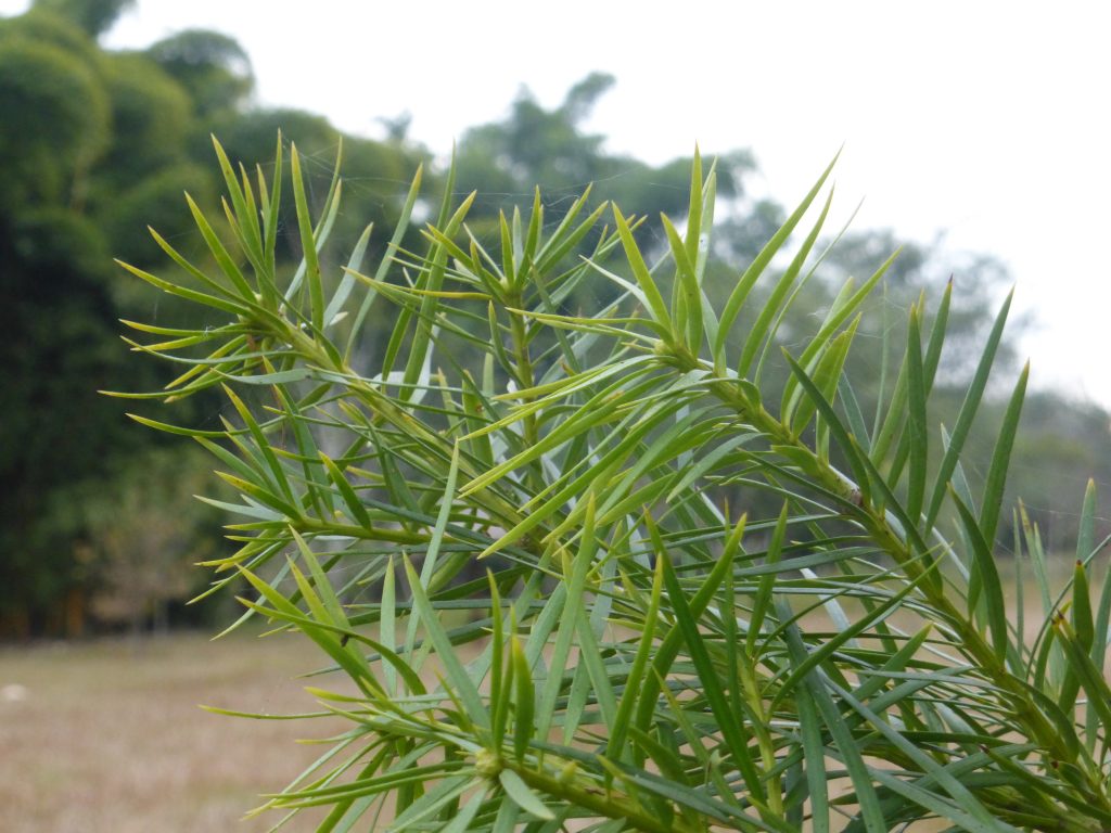 Fundación Foresar - flora Nativa