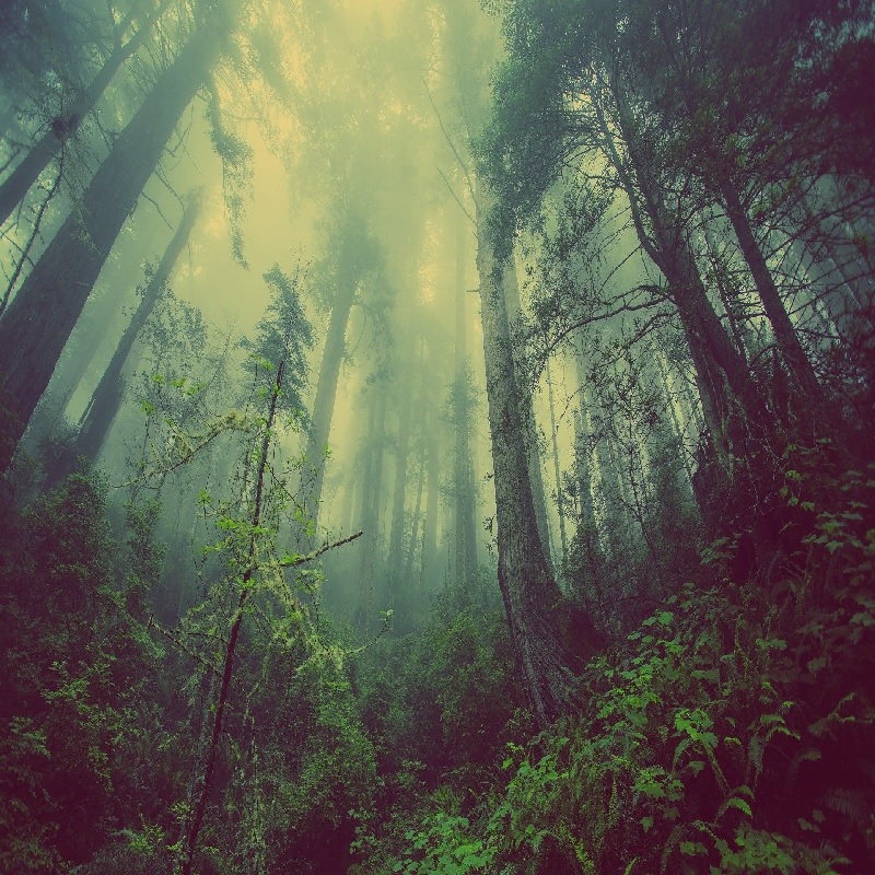 Tierra - Bosque