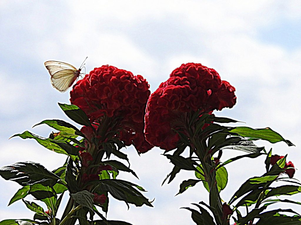 Pirpinto - En Flor Roja