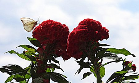 Pirpinto - En Flor Roja