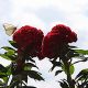 Pirpinto - En Flor Roja