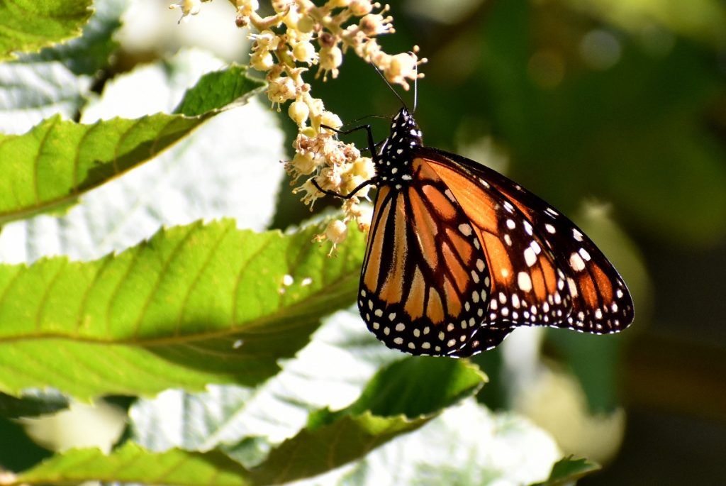 mariposas - Monarca
