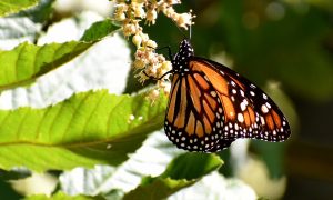 mariposas - Monarca