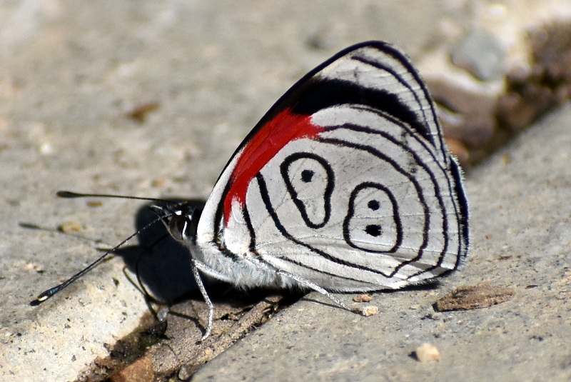 mariposas - Ochenta Yungue