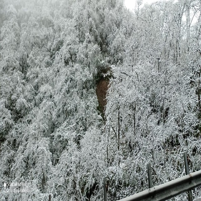 Vegetacion Cubierta De Nieve