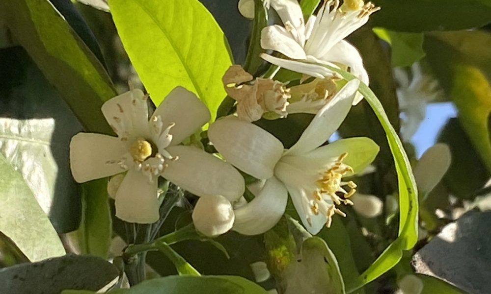 arboles - Naranjo en flor