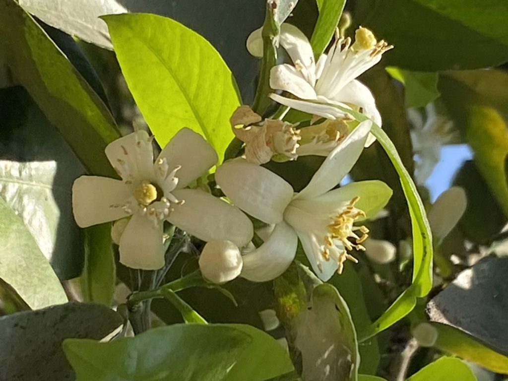 arboles - Naranjo en flor