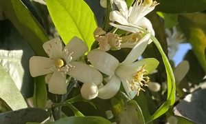 arboles - Naranjo en flor