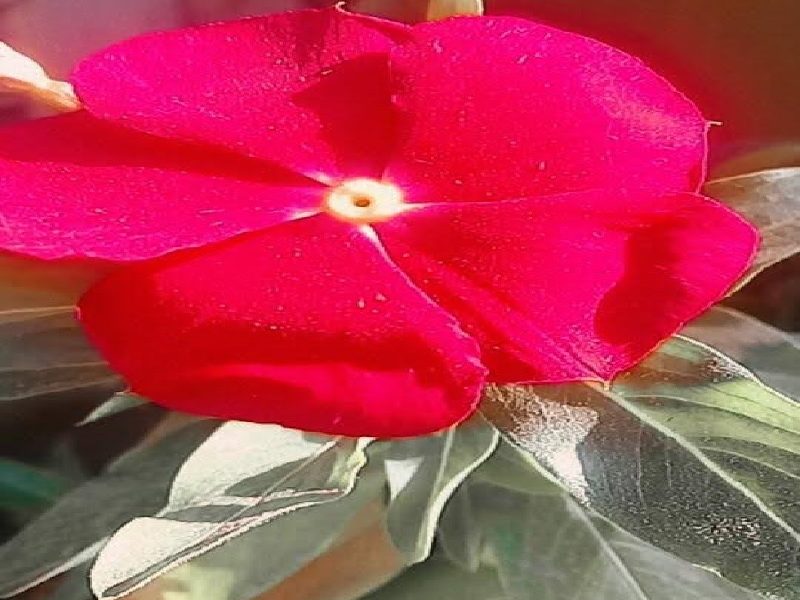 primavera - Flor