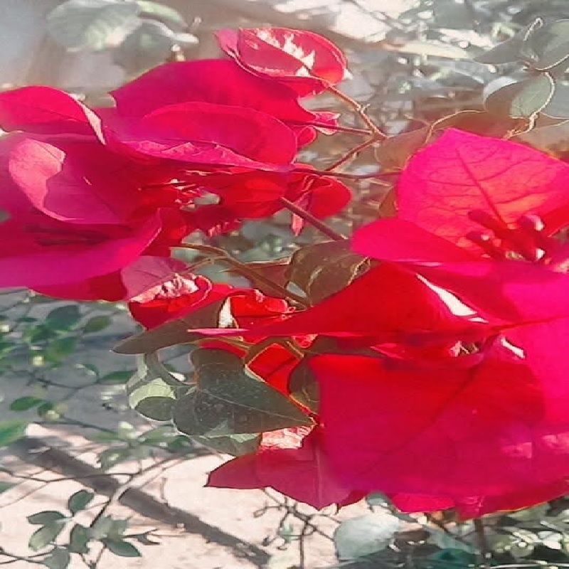 Santa Rita