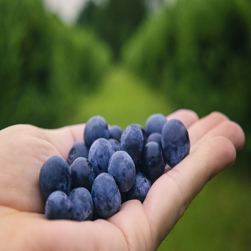 Arandanos En El Campo