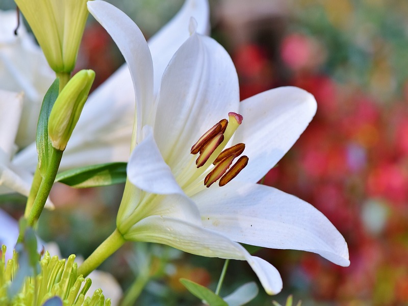 Giglio - il fiore di SAnt'Antonio - Foto: Pixabay