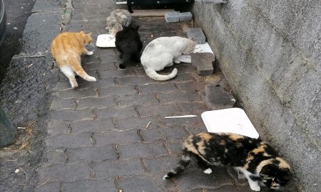 Colonie di gatti - Foto: Franca Grio