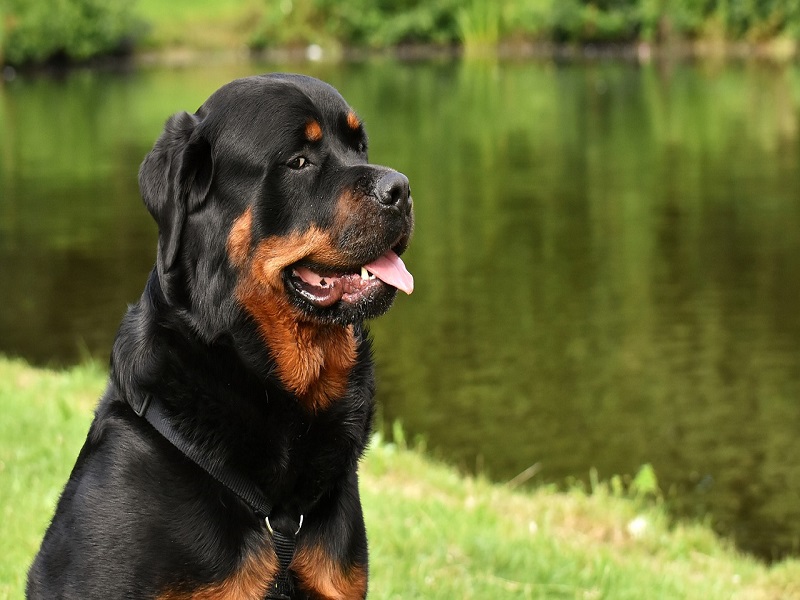 Rottweiler un esempio di razza- Foto:Pixabay