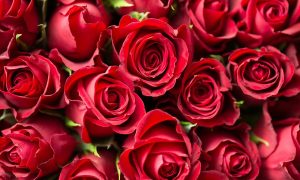 Rose di San Valentino- Foto: Pixabay