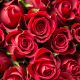 Rose di San Valentino- Foto: Pixabay