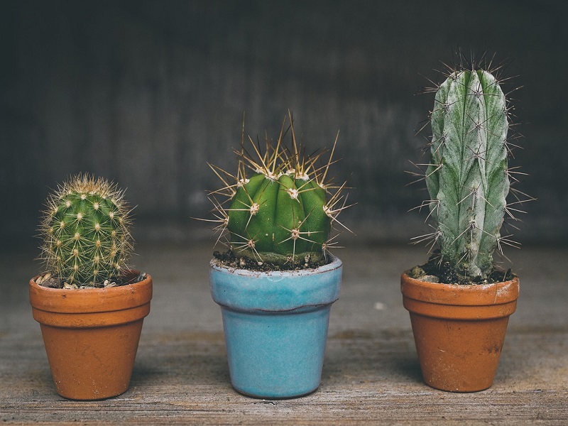 Ciuri ciuri- Alcuni esempi di Cactus- Foto: Pixabay