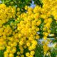 8 marzo 2023- un ramo di mimosa - Foto: Pixabay