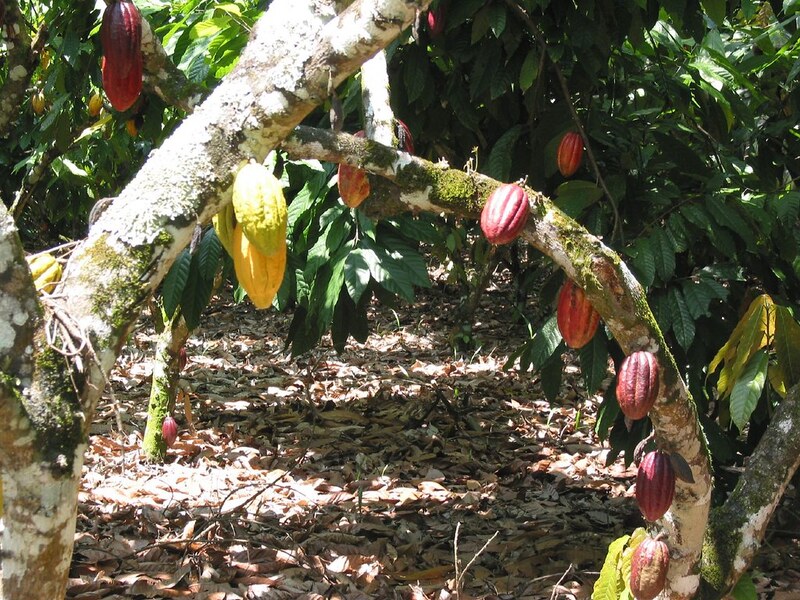 Cavenit - Cacao