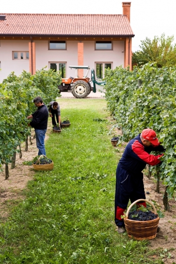 Prosecco - Viñedo Stelle Fortuna