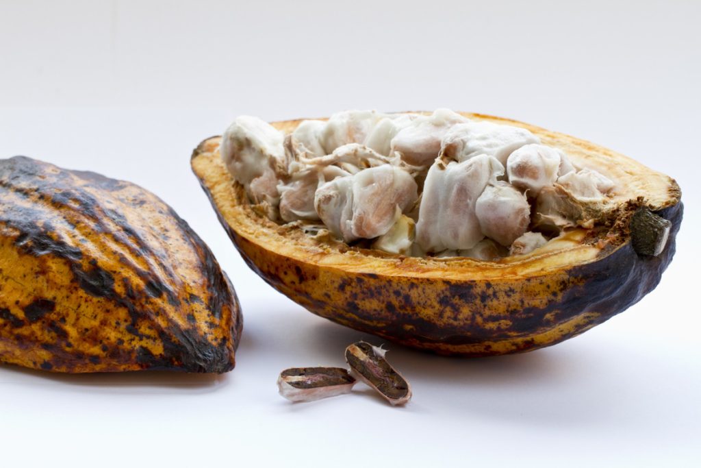 cacao - Fruto De Cacao