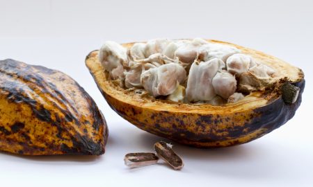 cacao - Fruto De Cacao