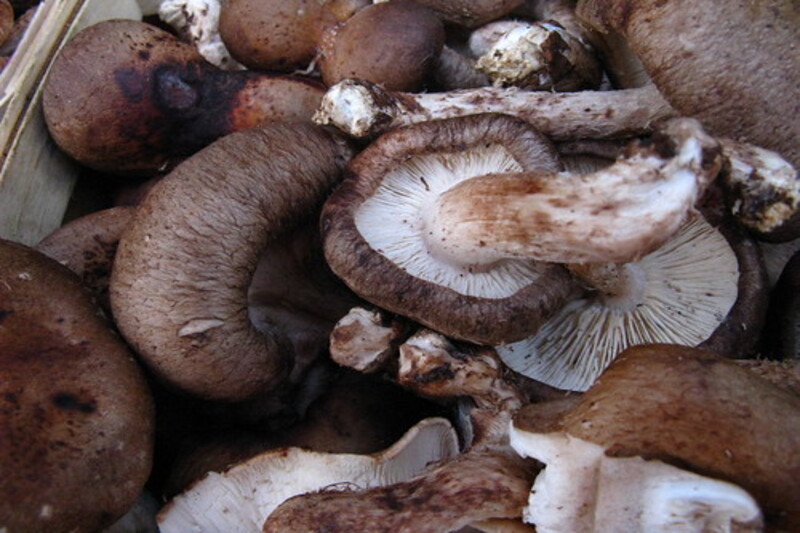 risotto de setas - Shitake